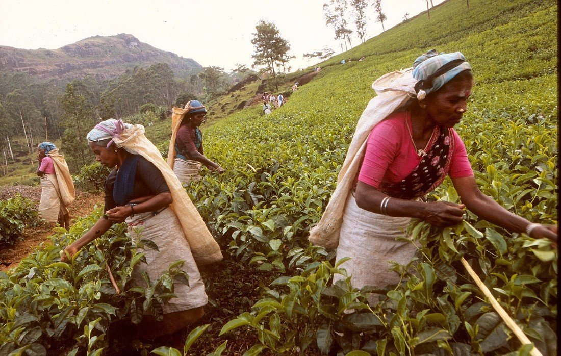 Tea Plantation, Kandy, Sri Lanka