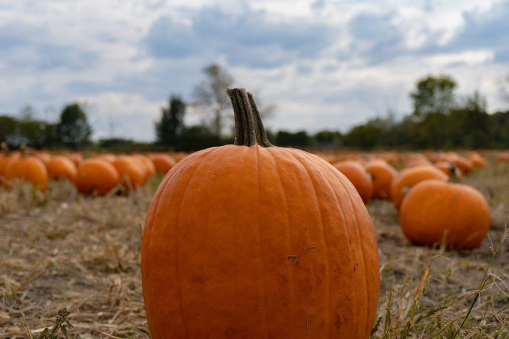 Fun facts you didn't know about pumpkins