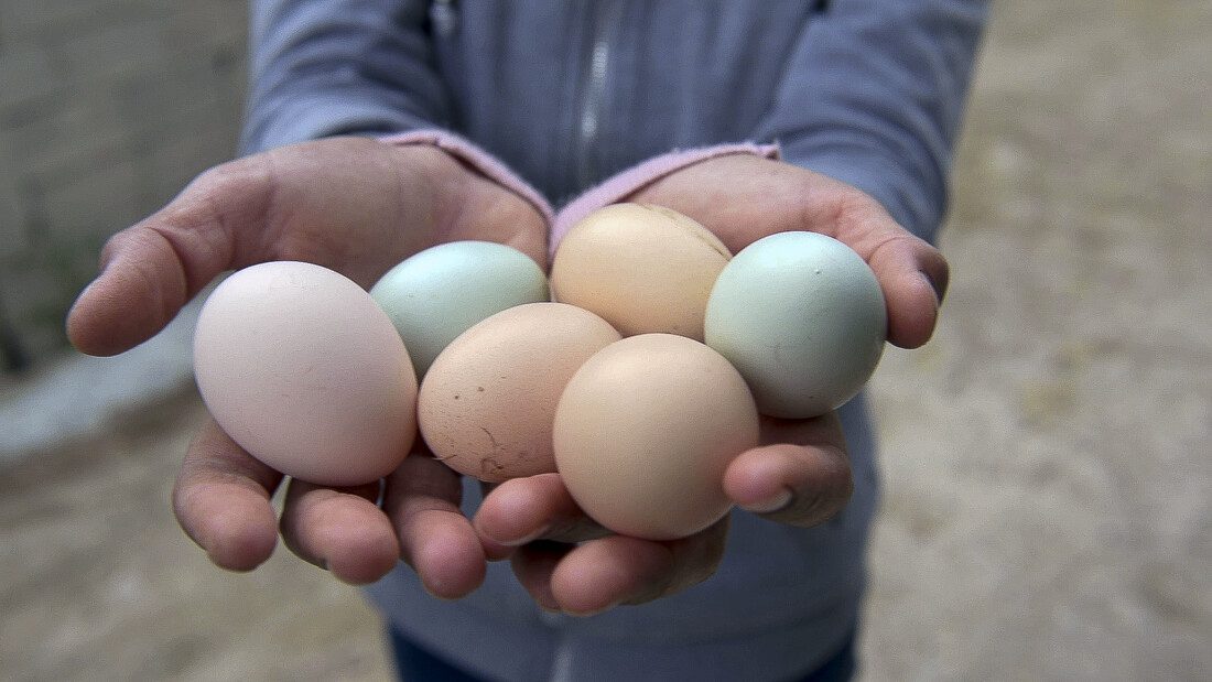 Two hands holding half a dozen brightly coloured eggs